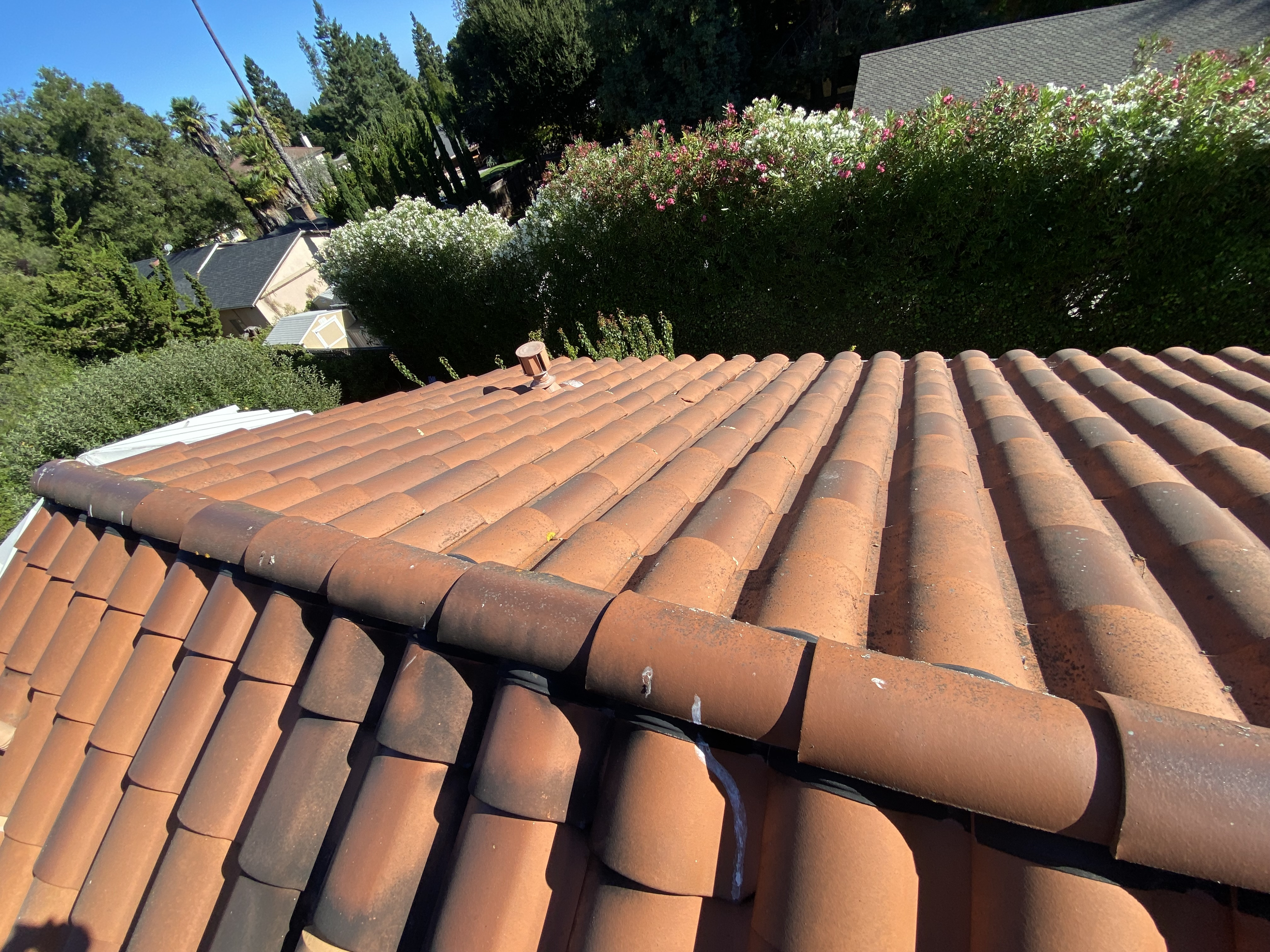 Before — Atherton terracotta tile with biological growth before cleaning