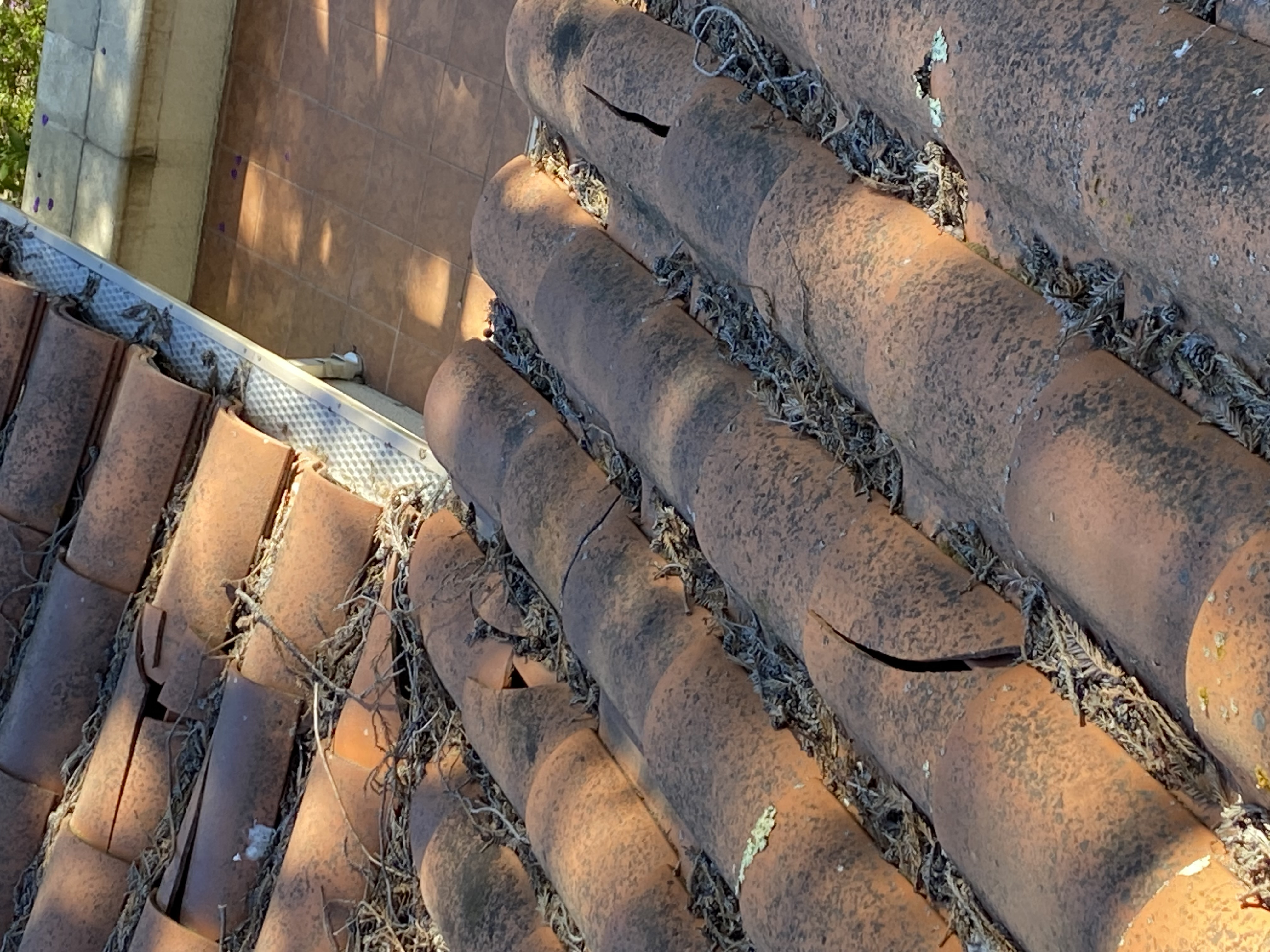 Before — Atherton Spanish terracotta roof with dense moss growth before wash