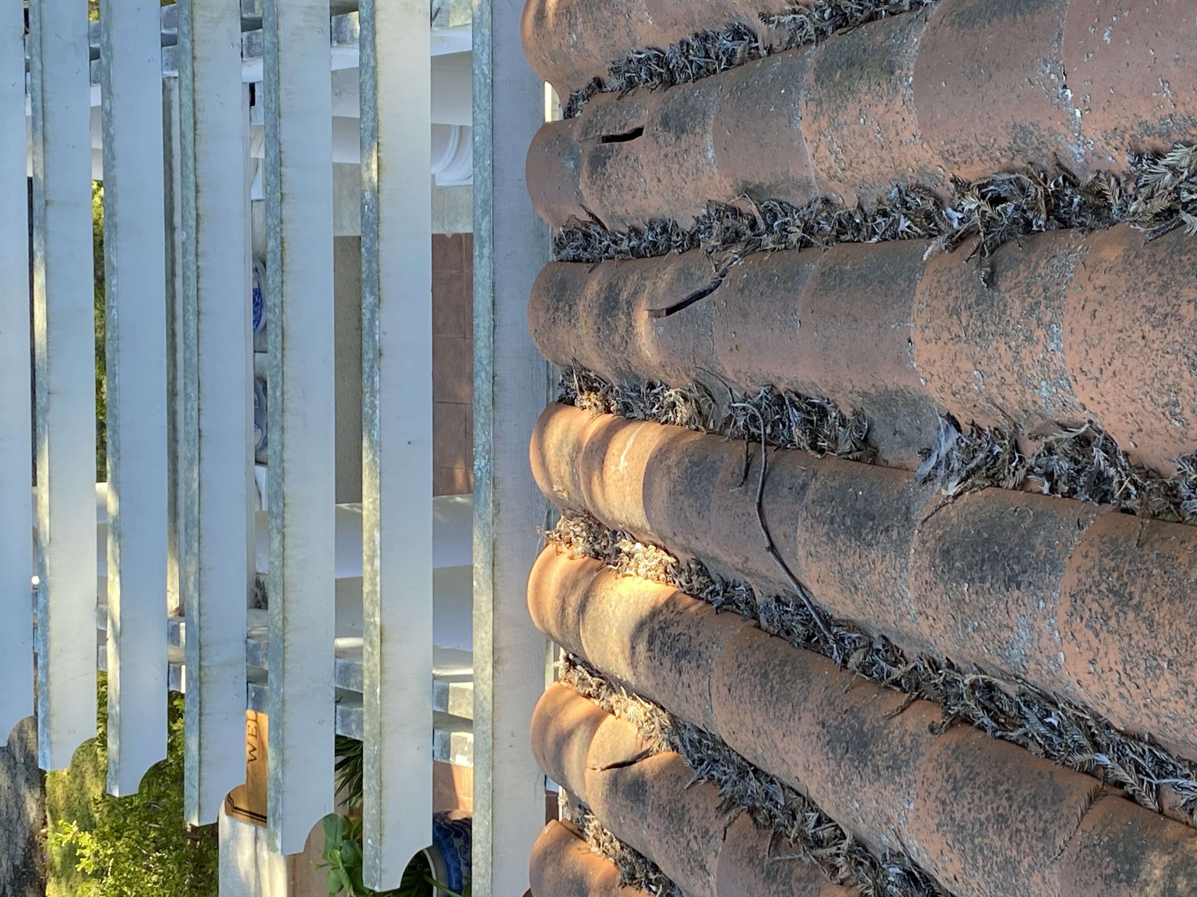 Before — Atherton tile roof showing biological film and moss before service