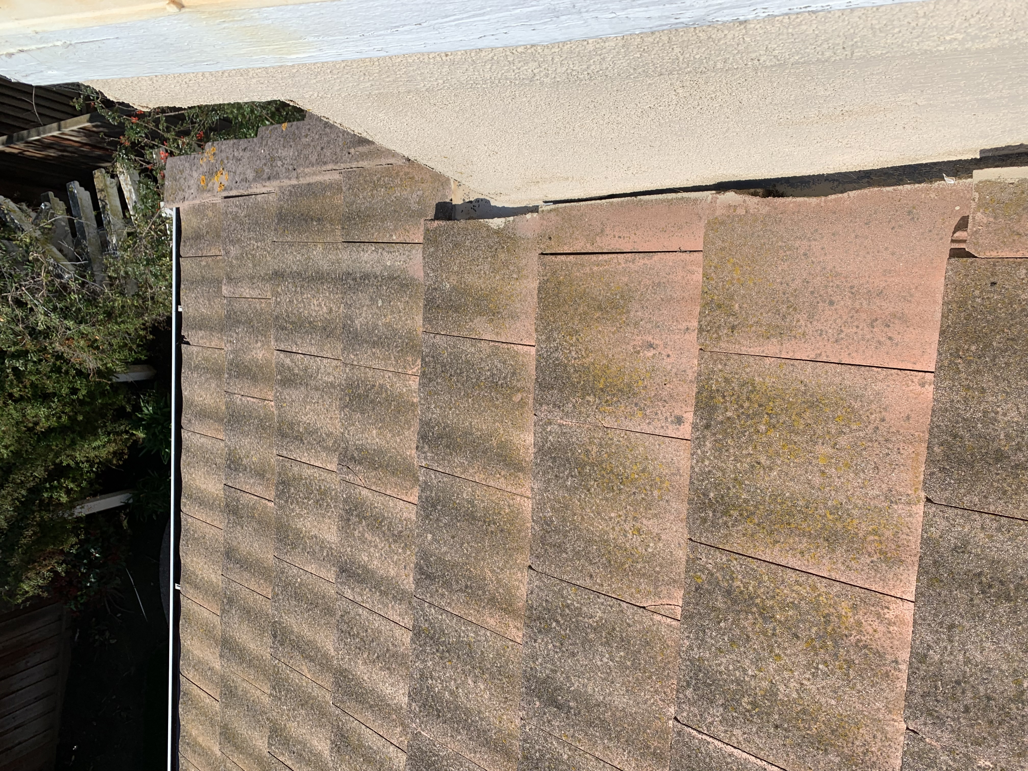 Before — Fremont tile roof showing biological growth before cleaning