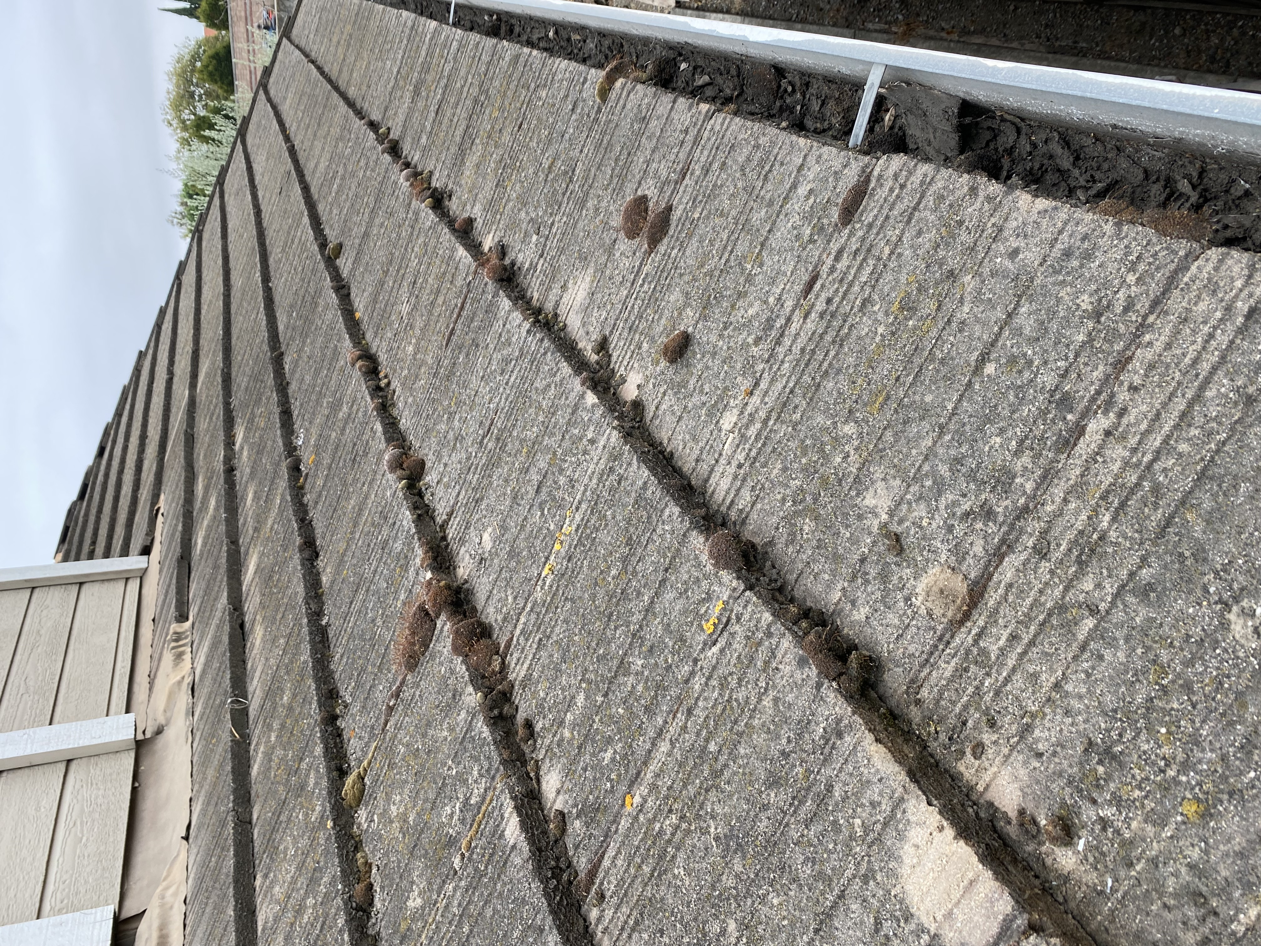 Before — Fremont flat concrete tile roof with algae and dark biological staining