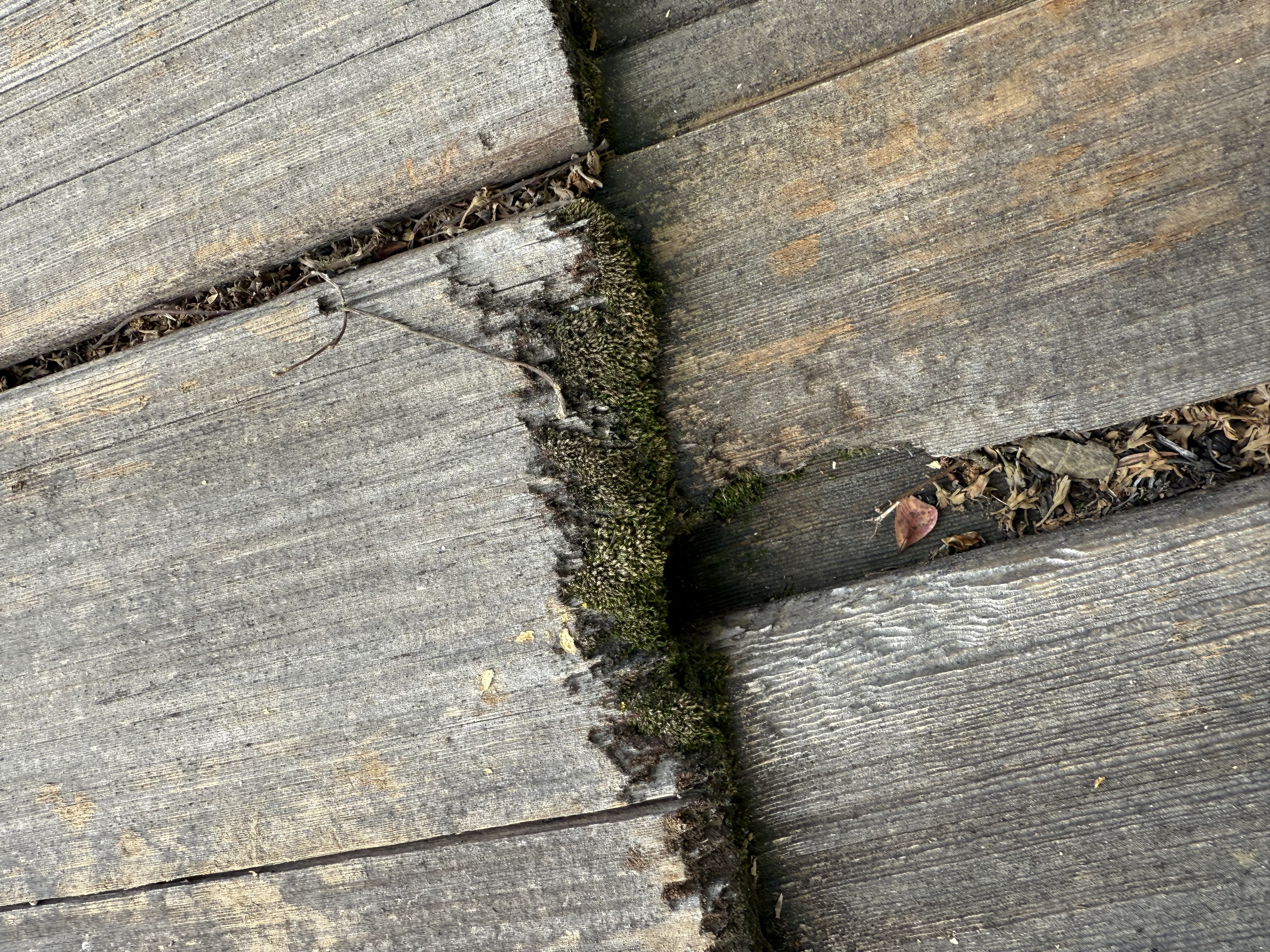 Before — Palo Alto garage cedar shake roof with moss before cleaning