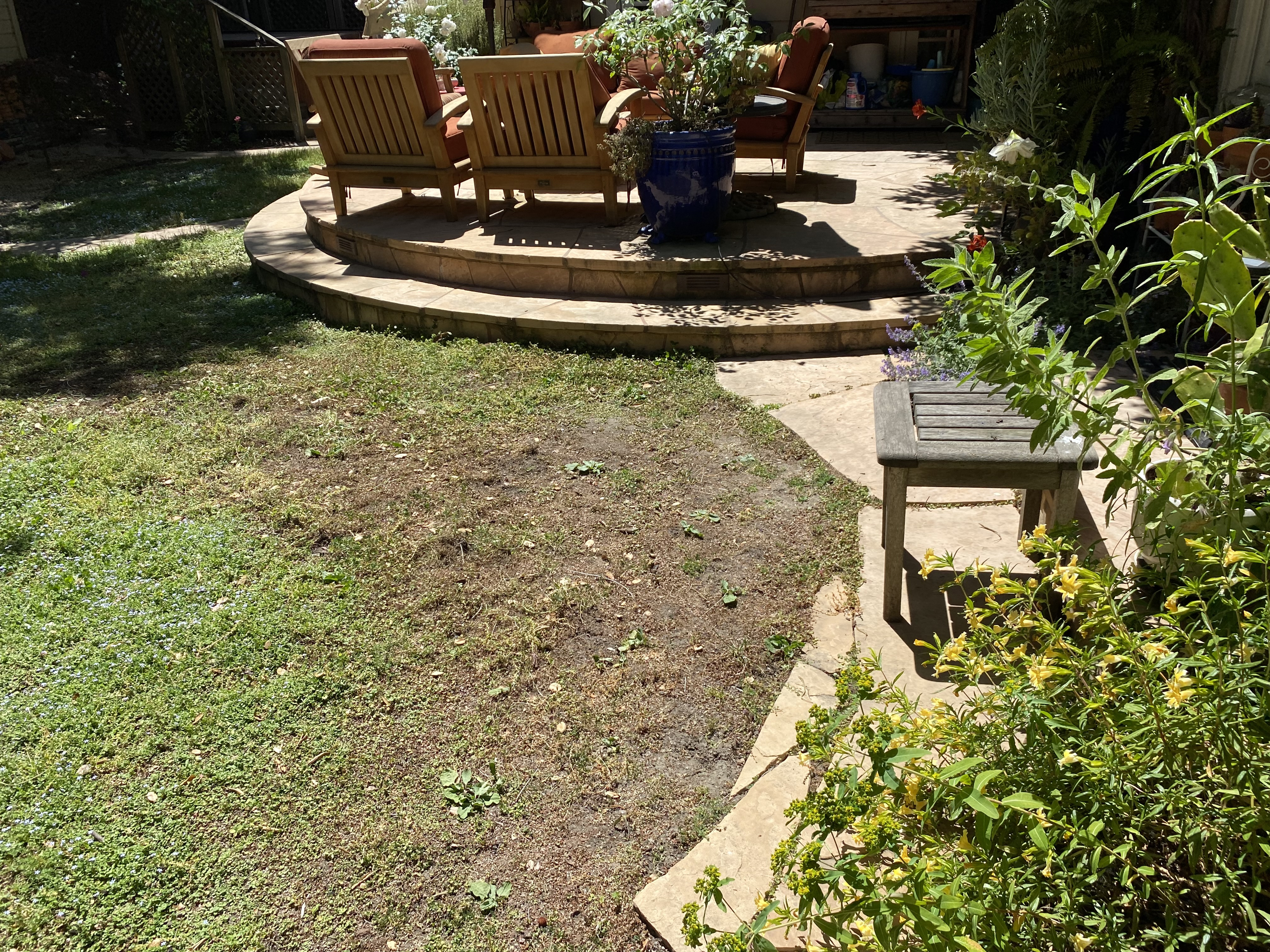 Before — Palo Alto flagstone walkway with lichen and dark biological growth