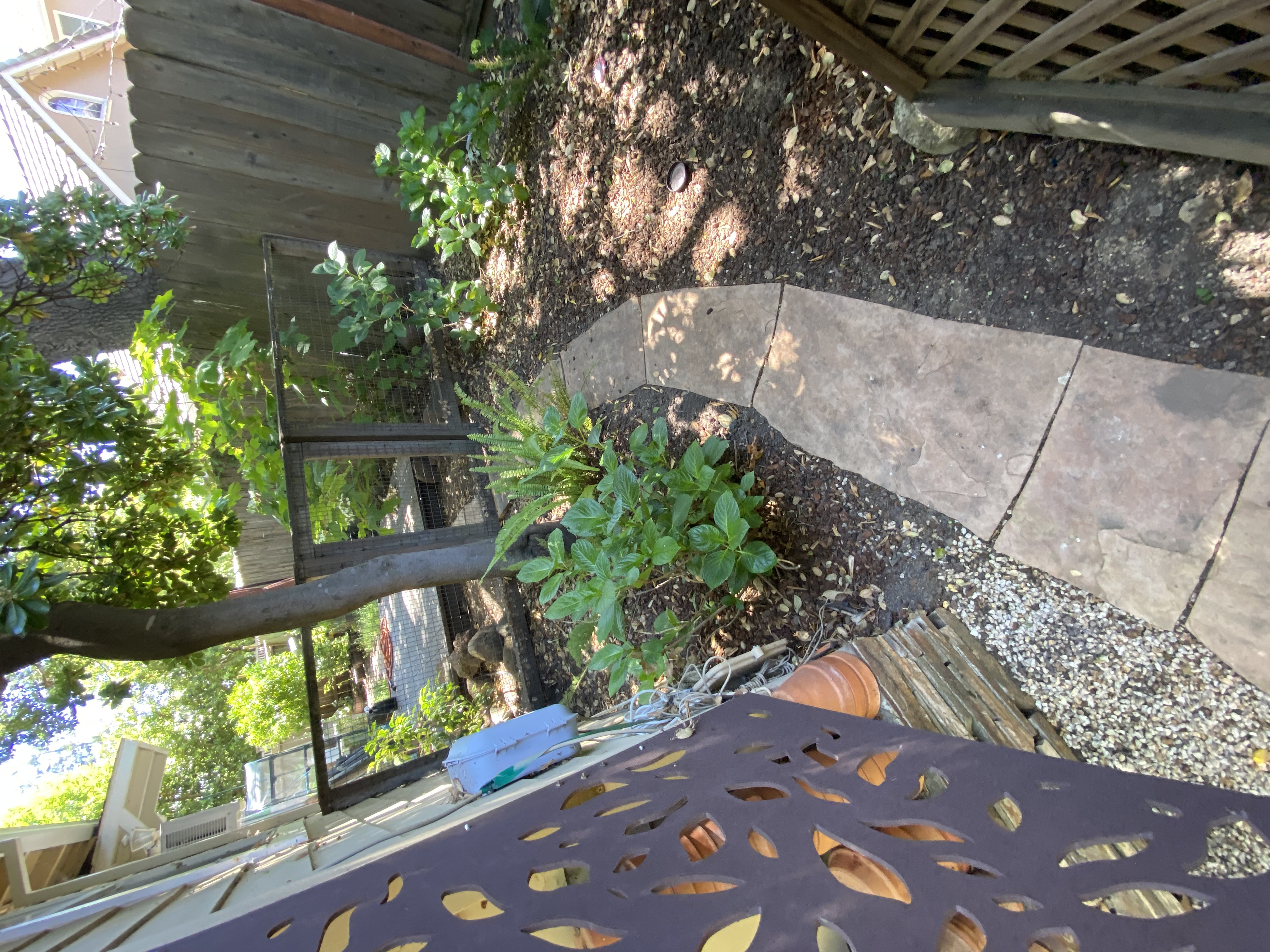 Before — Palo Alto flagstone surface, joints filled with moss and debris