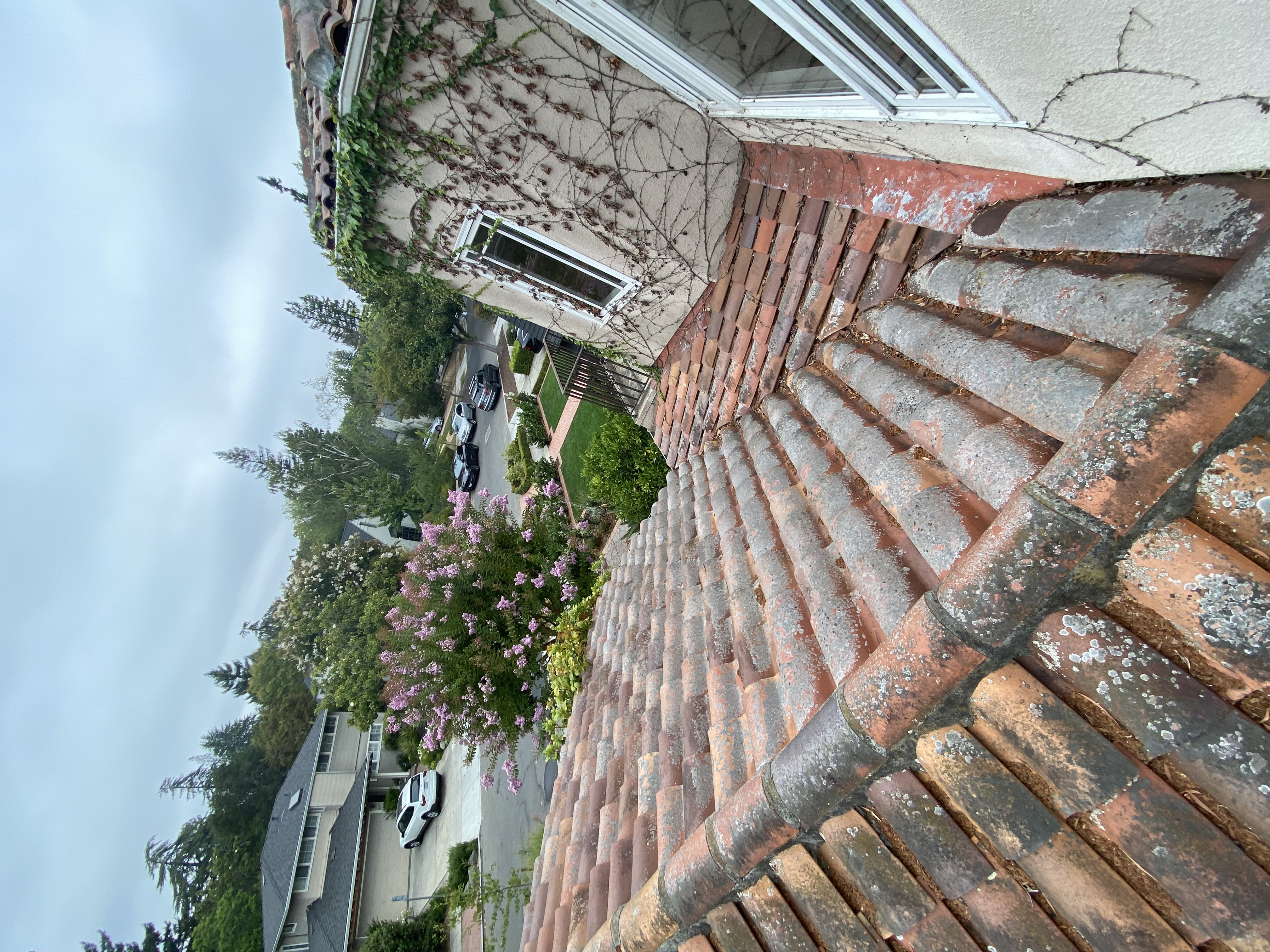 Before — Palo Alto terracotta tile with biological growth before cleaning