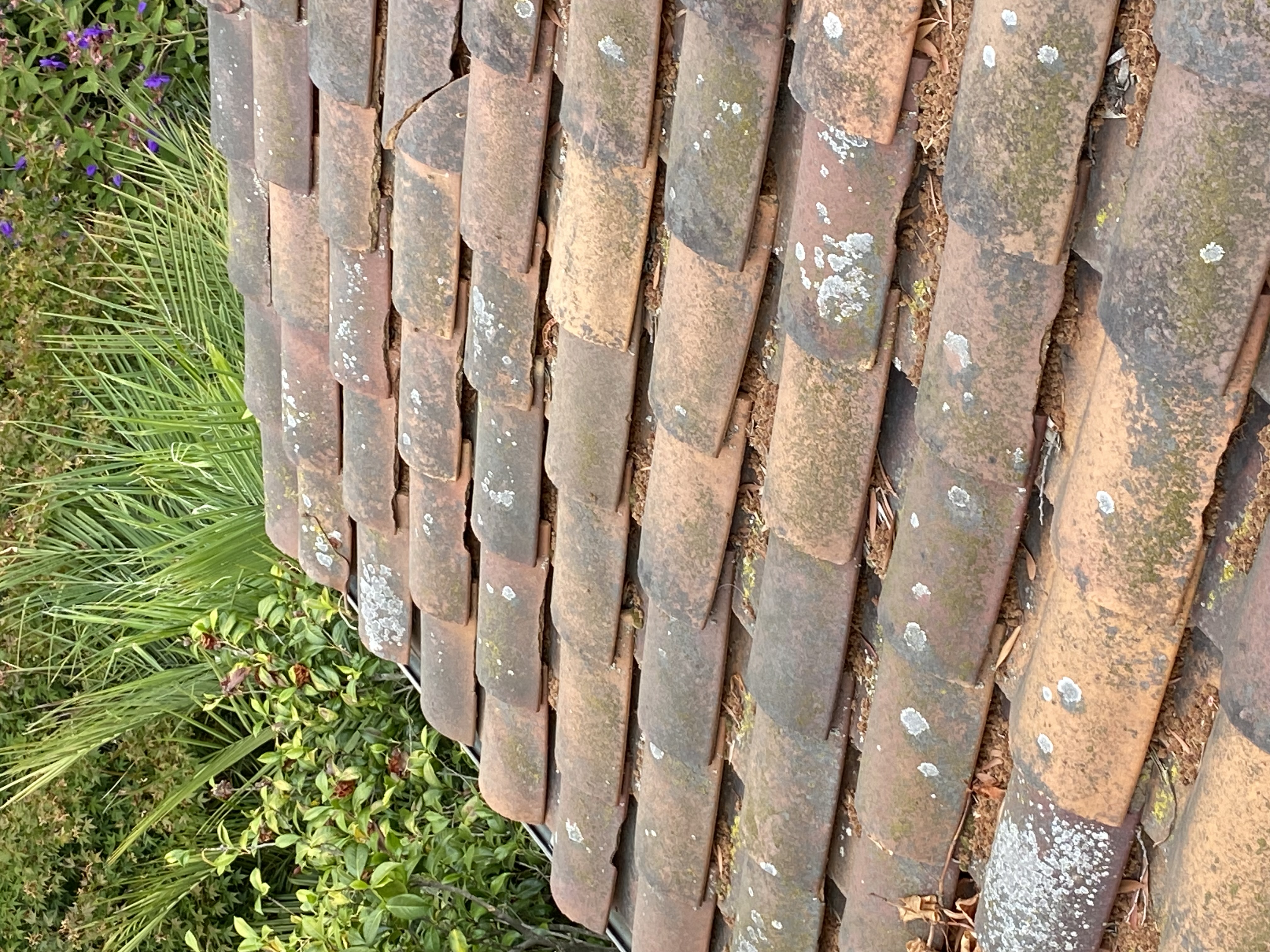 Before — Palo Alto Spanish terracotta roof with dense moss growth before wash