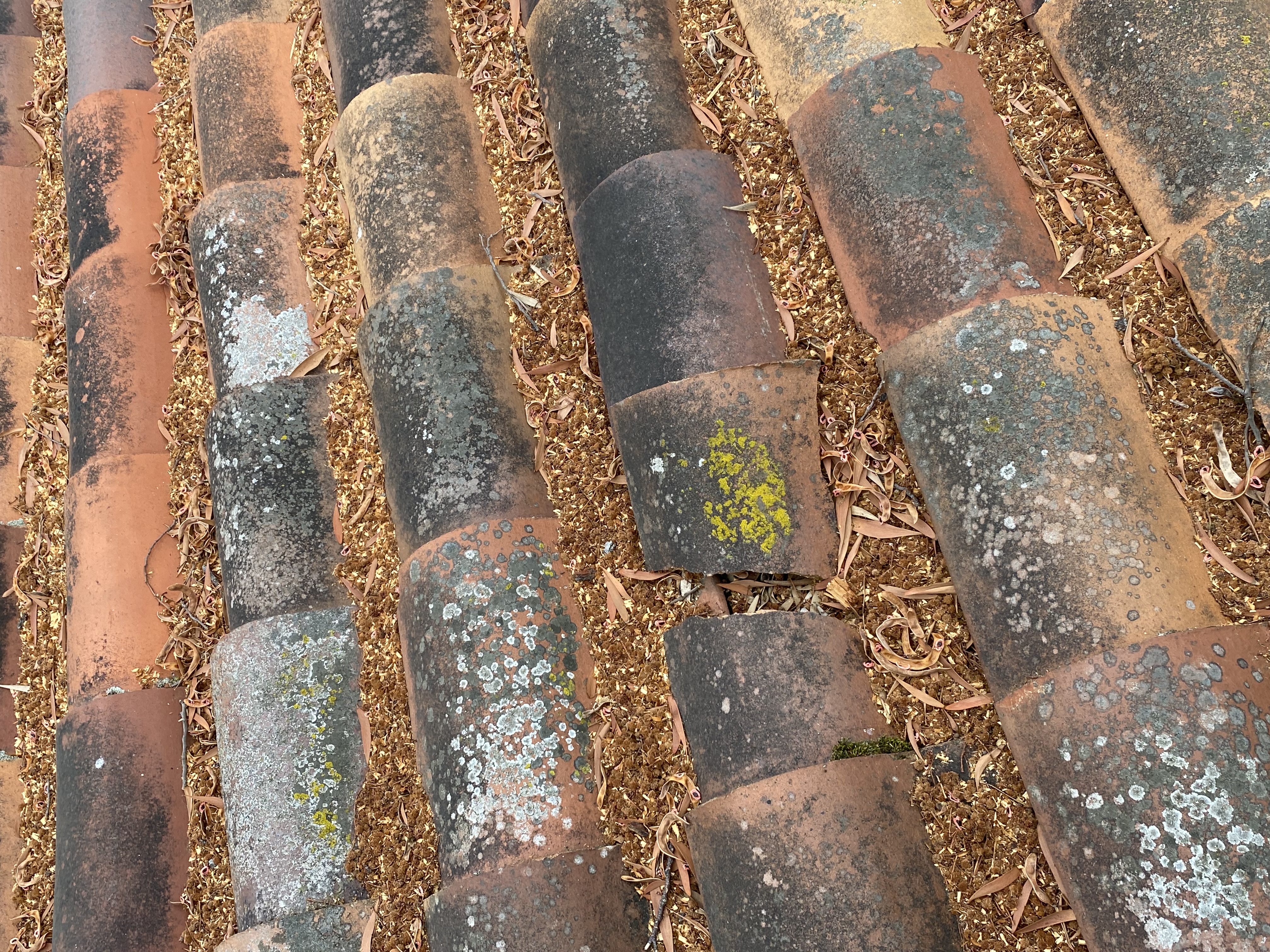 Before — Palo Alto tile roof overview showing biological film and moss before service