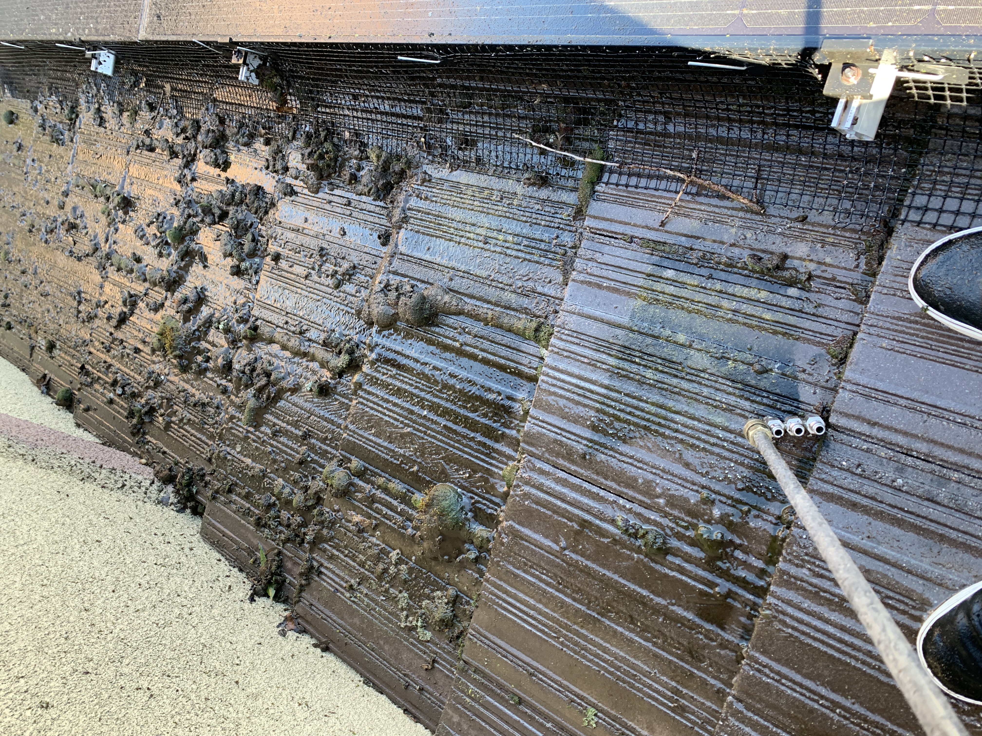 Before — San Jose flat tile roof detail showing algae at tile joints