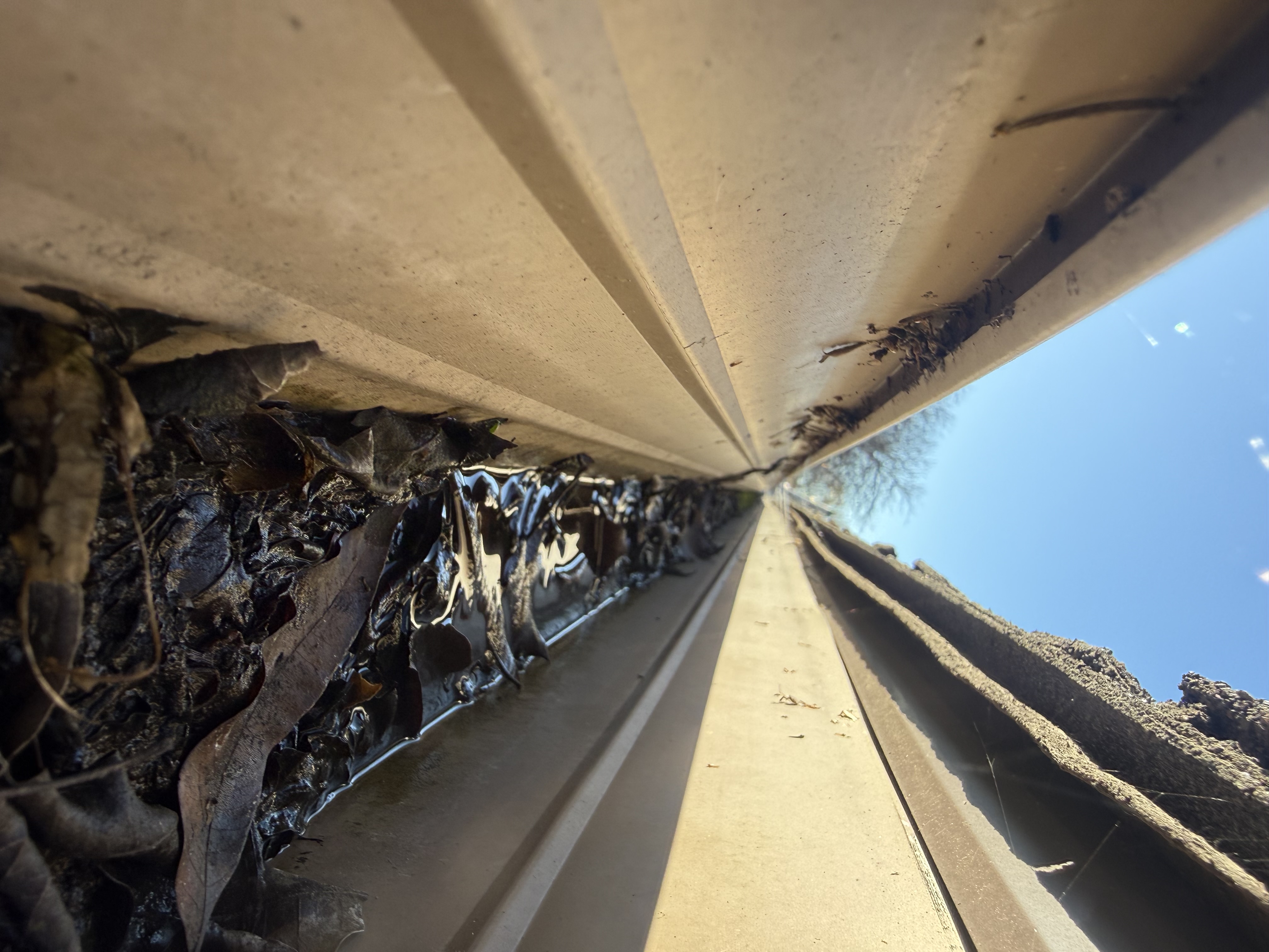 Before — San Jose gutters packed with leaf and organic debris