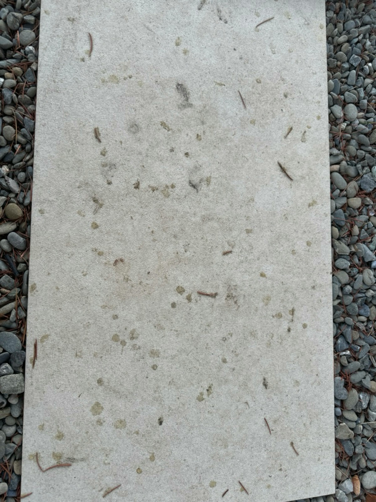 Before — cream porcelain stepping paver set in gravel, spotted with sap and organic debris