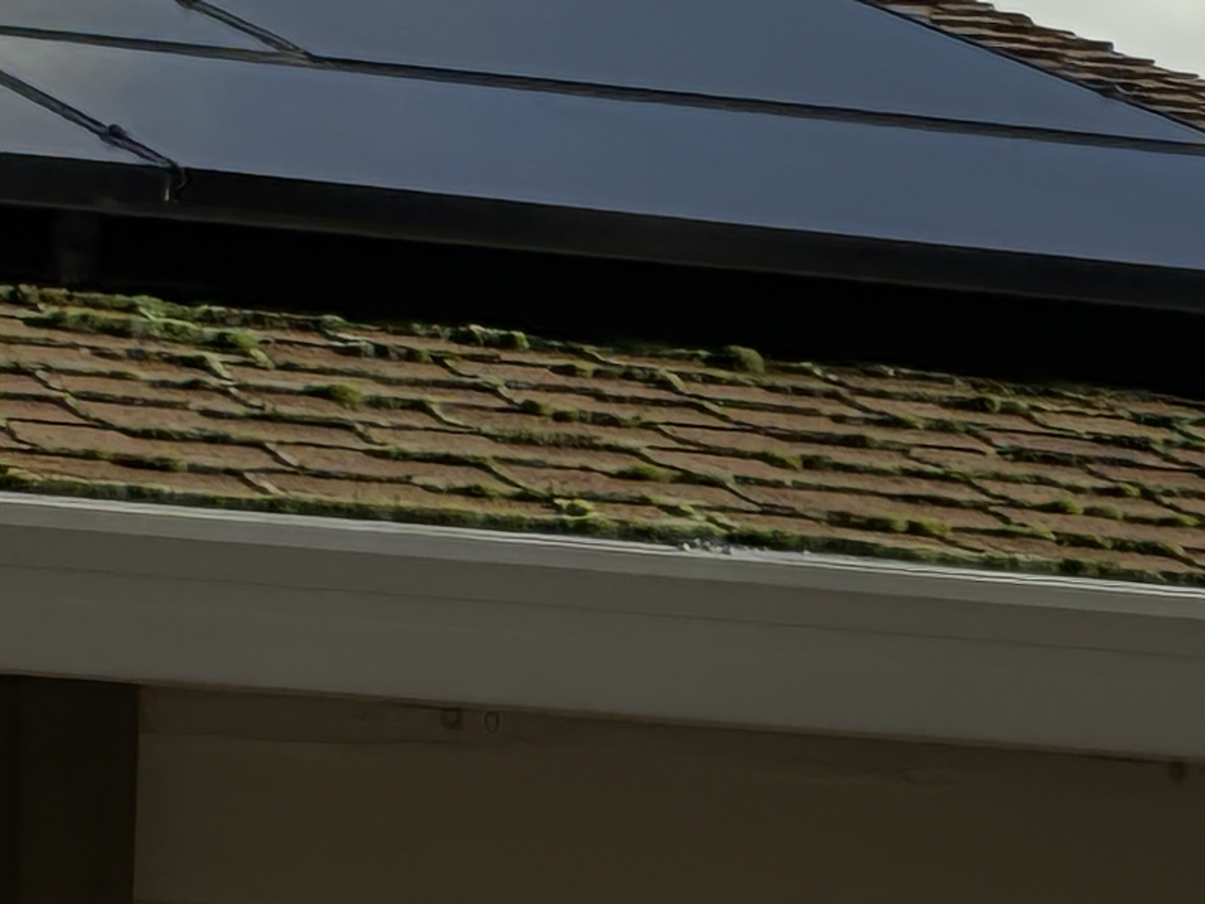 Before — San Ramon shingle roof with biological growth before cleaning
