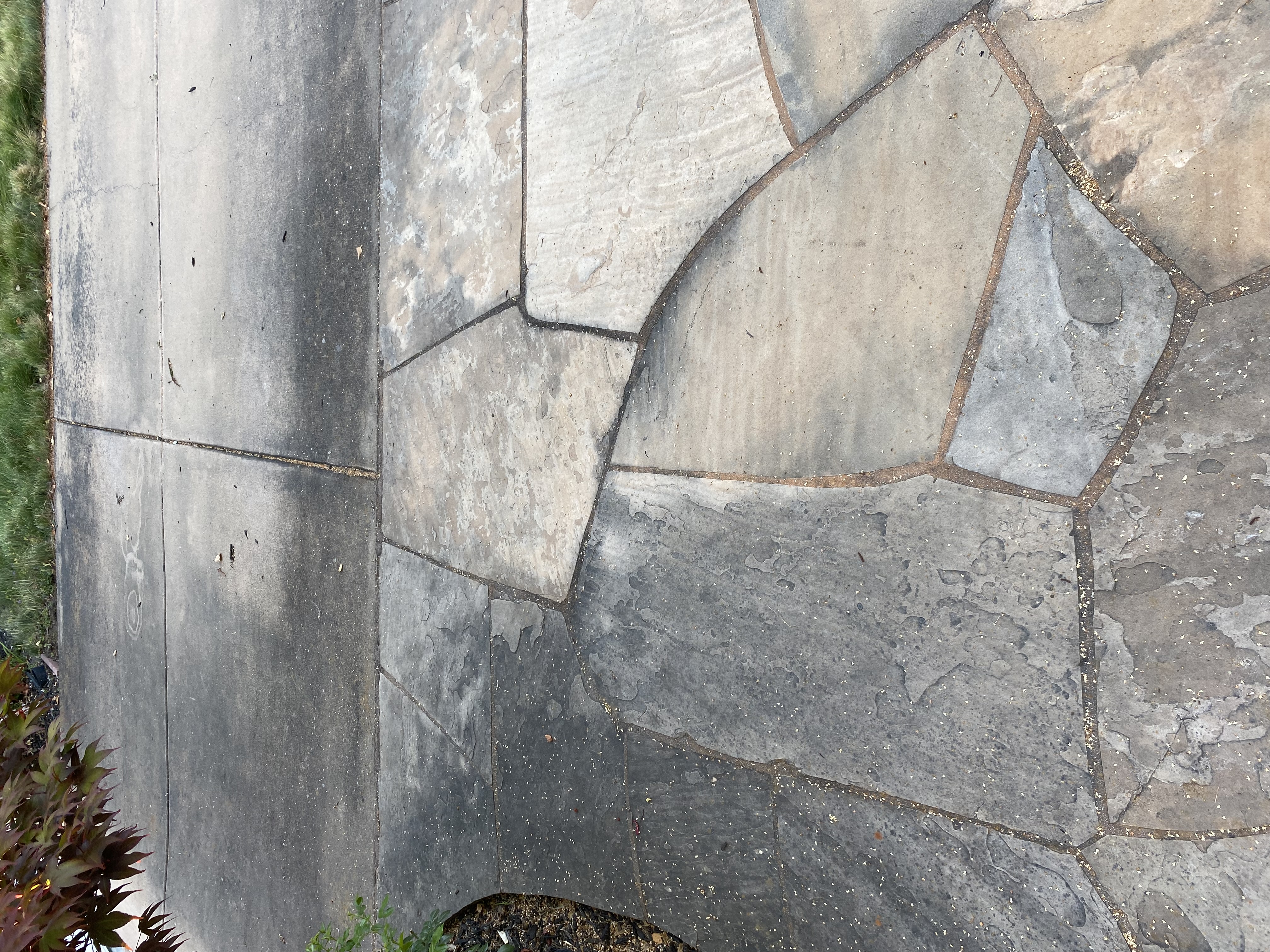 Before — Sunnyvale natural stone walkway dark from organic growth